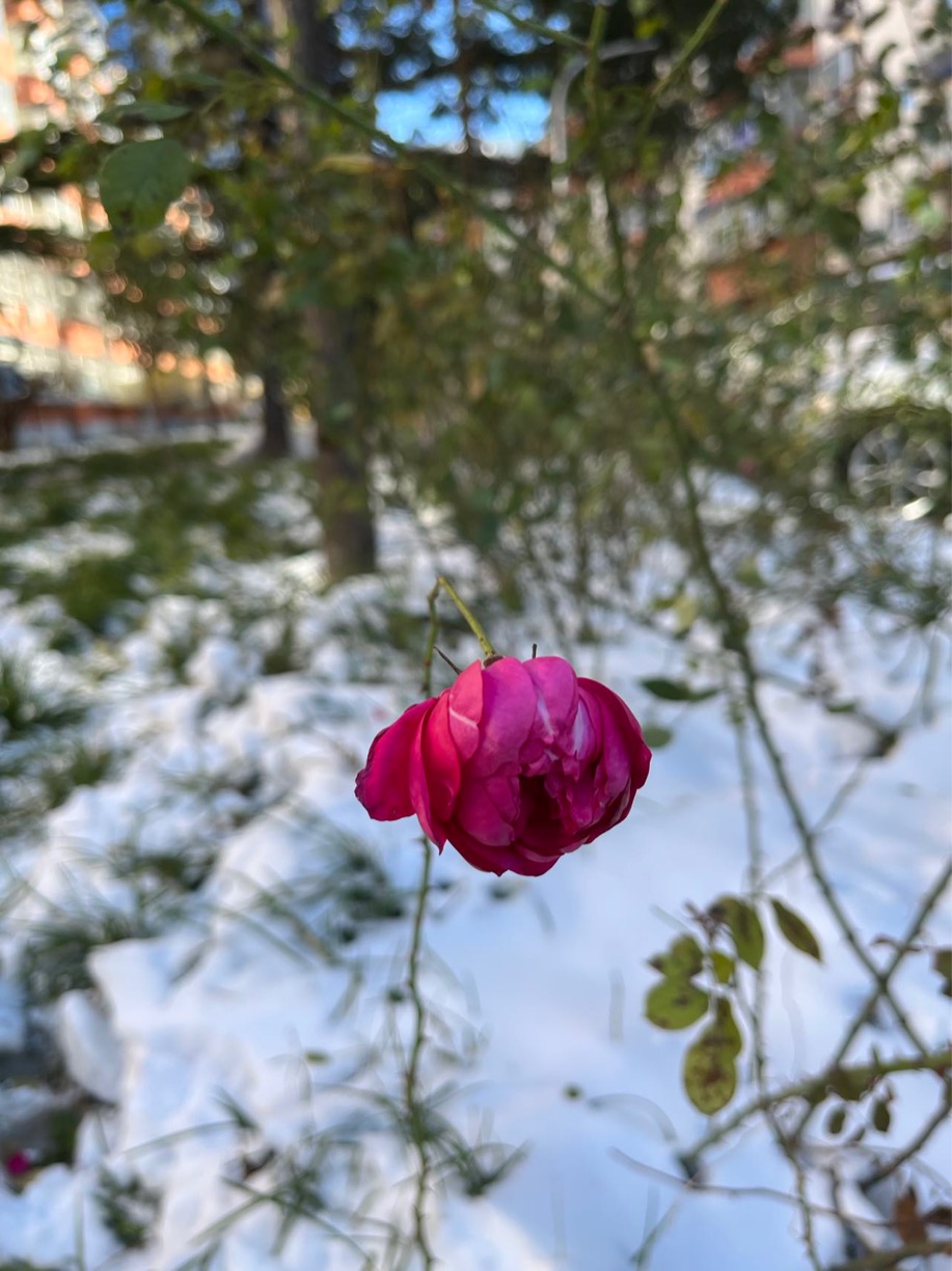 富锦市老科协朱福昌：雪中玫瑰.jpg
